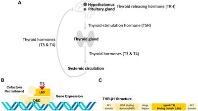Intein-mediated thyroid hormone biosensors: towards controlled delivery of hormone therapy